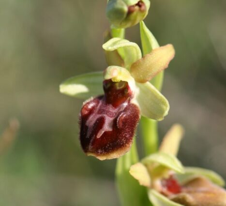 a-telepules-termeszetfoldrajzi-es-biologiai-kornyezete-10