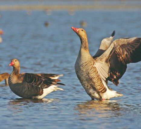 a-telepules-termeszetfoldrajzi-es-biologiai-kornyezete-11