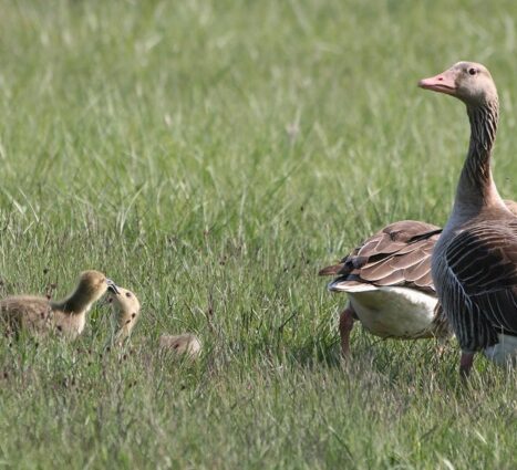 a-telepules-termeszetfoldrajzi-es-biologiai-kornyezete-16