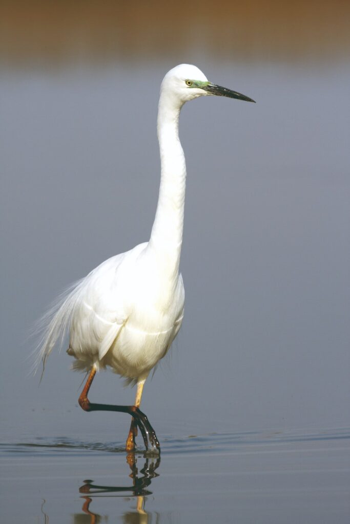 a-telepules-termeszetfoldrajzi-es-biologiai-kornyezete-2