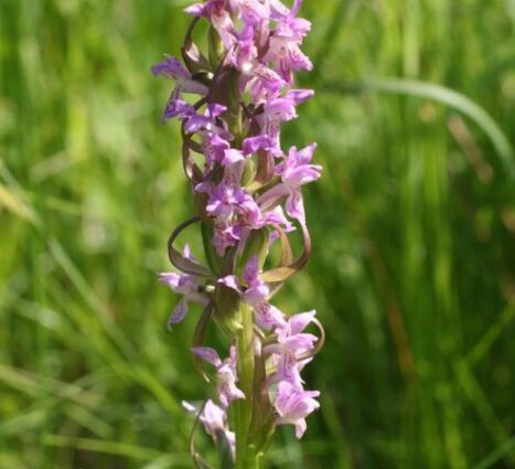 a-telepules-termeszetfoldrajzi-es-biologiai-kornyezete-26