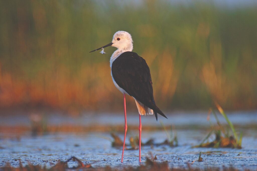 a-telepules-termeszetfoldrajzi-es-biologiai-kornyezete-51