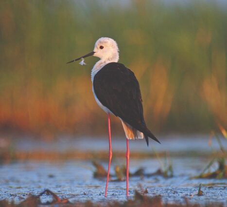 a-telepules-termeszetfoldrajzi-es-biologiai-kornyezete-51