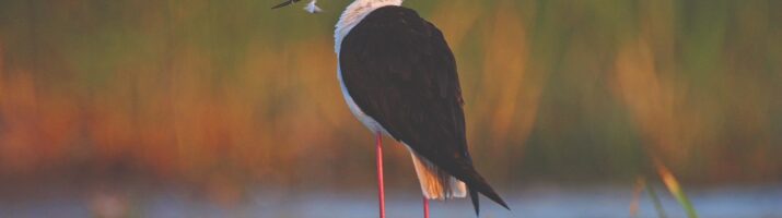 a-telepules-termeszetfoldrajzi-es-biologiai-kornyezete-51